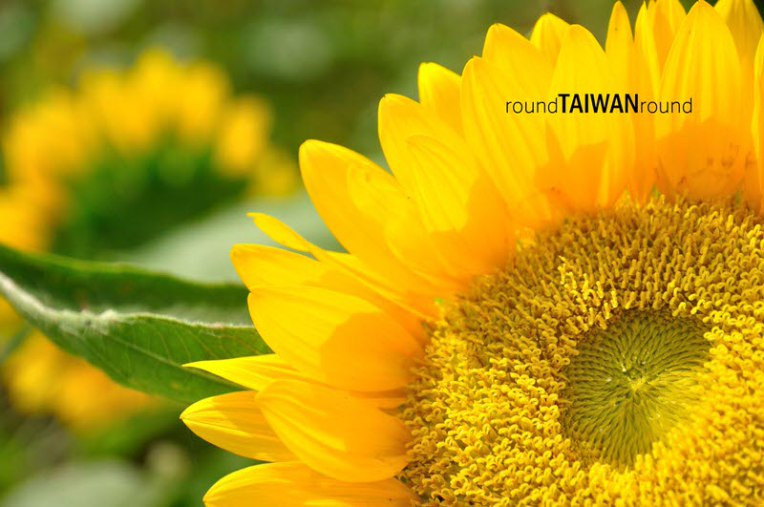 Sun Green (向陽農場)-005.JPG