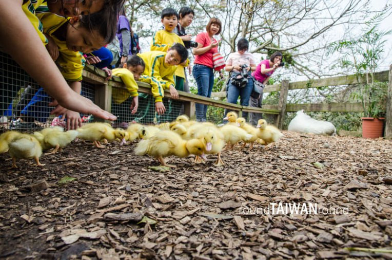 Flying Cow Ranch (飛牛牧場)-027.jpg